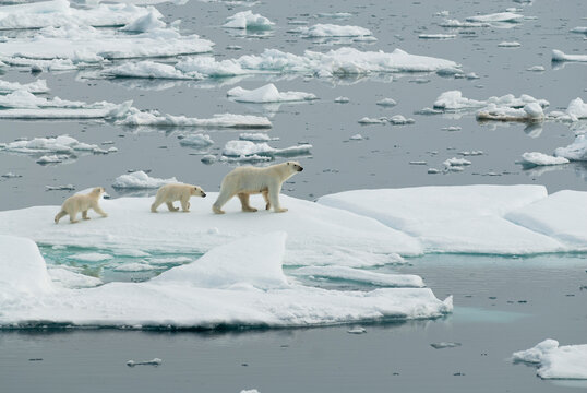 Polar bears walking on sea ice.