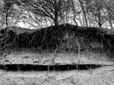 Black & White Embankment Showing Roots of Trees Growing Above