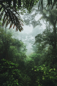 Fototapeta Costa Rican Jungle Views