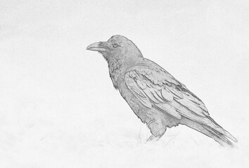 Raven (Corvus corax) sketch image
