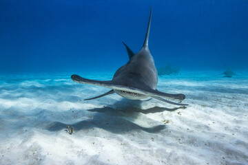 Great Hammerhead in caribbean sea