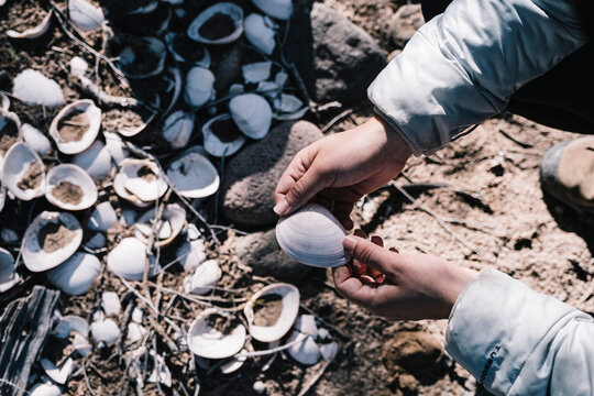 Pile of Shells