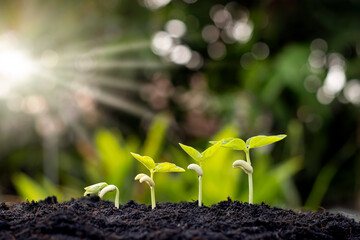 Saplings are growing from fertile soil, including the evolution of plant growth from seeds to saplings. Concept of ecology and agriculture.
