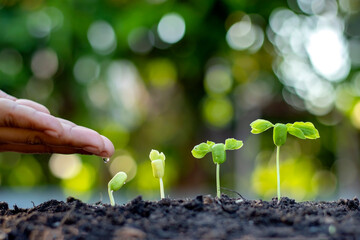 Growing crops on fertile soil and watering plants, including showing stages of plant growth, cropping concepts and investments for farmers.