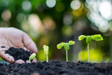 Farmers' hands are planting seedlings on the ground, including a blurred green nature backdrop, forestry concepts and environmental protection.