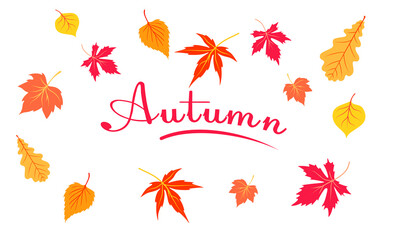 Fototapeta premium Stock vector illustration Hello Autumn falling leaves. Autumn foliage is falling. Autumn design. Templates for posters, banners, flyers, presentations, reports.