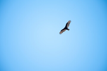Turkey Vulture