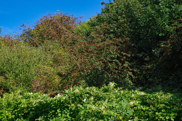 green grass in the forest