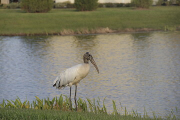 aver caminando en el cesped cerca de un rio en florida, naturaleza en area residencial