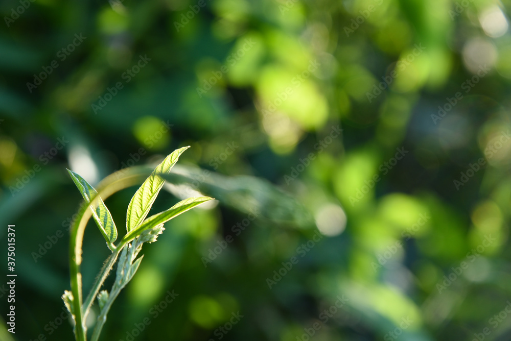 Canvas Prints 植物