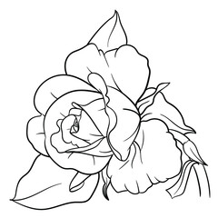 Hand drawn vector of rose flower isolated on white background for coloring page. Black and white  stock illustration of plant for coloring book.