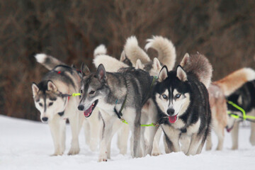Dog sledding race.. Huskies run across a snow-covered field
