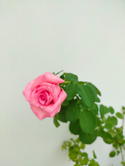 Blossom pink rose with green leaves on white background 1