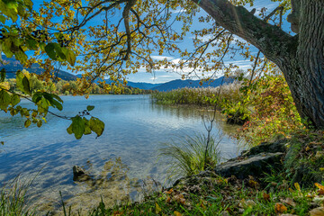 View at a beautiful lake in summer through the branches of a green tree.