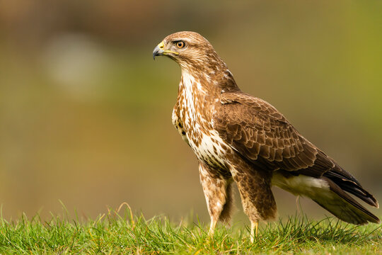Common buzzard in natural habitat