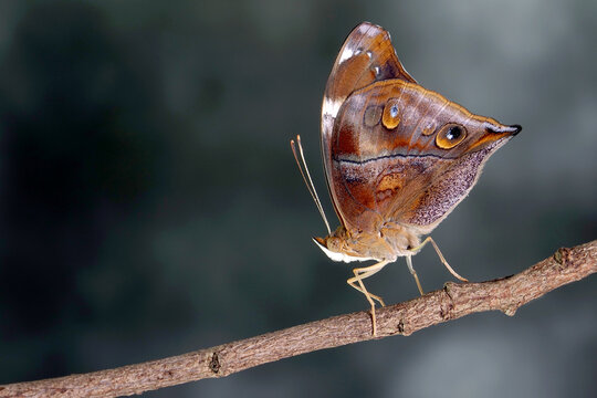 Autumn Leaf Butterfly (Doleschallia bisaltide), it is also known as the leafwing butterfly. Selective focus, blurred night forest background with copy space.