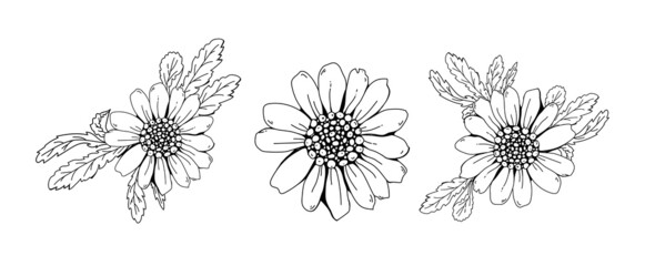 Chamomile flower isolated on white background. Vector line hand drawn illustration.