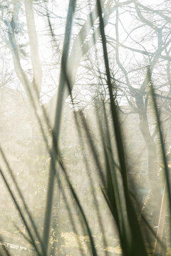 spring blur dreamy background