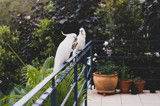 cockatoos on railing