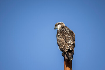 Large Osprey perched on post with blue sky