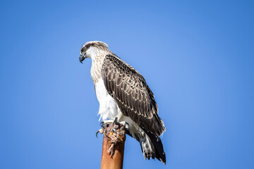 Naklejka premium Large Osprey perched on post with blue sky