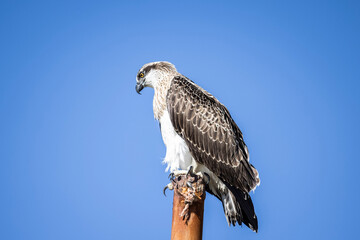 Large Osprey perched on post with blue sky
