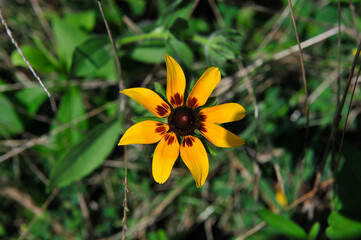 Fototapeta premium yellow flower