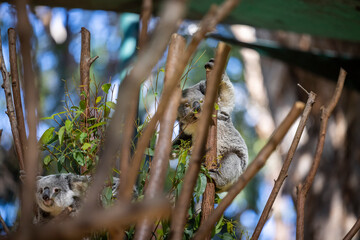 Baby koala climbing and eating around a tree with eucalyptus leaves