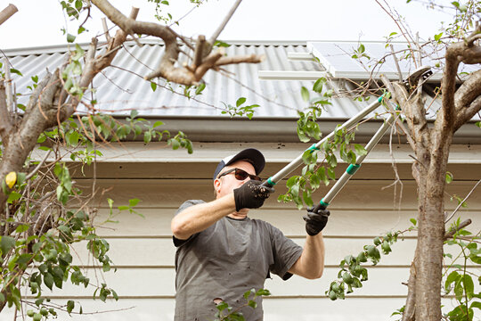 Middle age man on a ladder in the garden doing work
