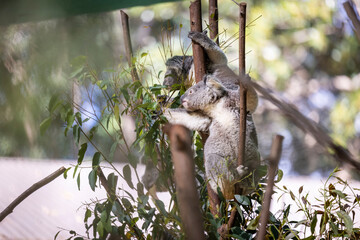 Baby koala climbing and eating around a tree with eucalyptus leaves