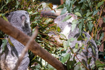 Baby koala climbing and eating around a tree with eucalyptus leaves