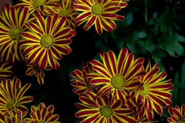 vibrant striped yellow and red daisy flowers in bloom