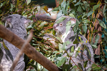 Baby koala climbing and eating around a tree with eucalyptus leaves