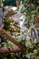 Baby koala climbing and eating around a tree with eucalyptus leaves