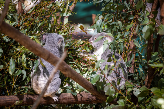 Baby koala climbing and eating around a tree with eucalyptus leaves