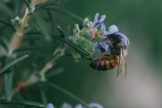 Native bee on rosemary plant