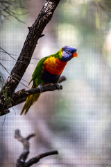 Rainbow lorikeet closeup perched on tree branch