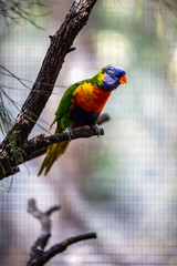 Rainbow lorikeet closeup perched on tree branch