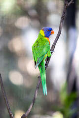 Rainbow lorikeet closeup perched on tree branch