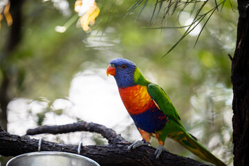 Rainbow lorikeet closeup perched on tree branch