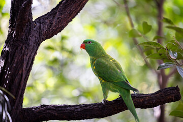 Scaly-breasted lorikeet sitting in tree grooming and preening australia
