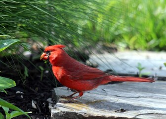 red cardinal bird