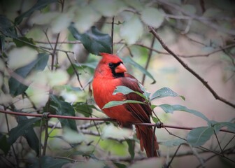 red cardinal on branch