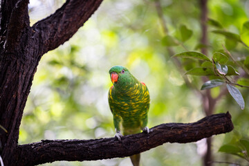 Scaly-breasted lorikeet sitting in tree grooming and preening australia