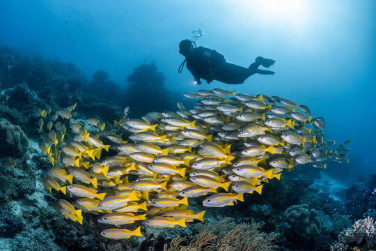Diver With Fish