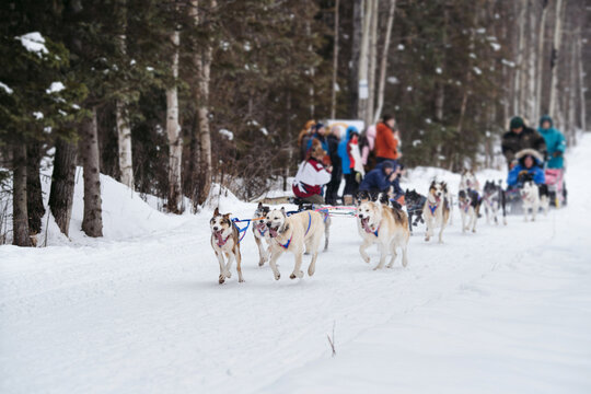 Dogs pulling dogsled on trail in race. NOTE: blur is on purpose