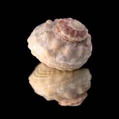 Sea snail shell isolated on black