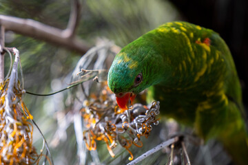 Scaly-breasted lorikeet sitting in tree grooming and preening australia
