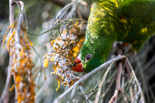 Scaly-breasted lorikeet sitting in tree grooming and preening australia - Powered by Adobe