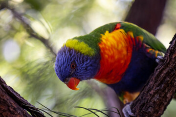 Rainbow lorikeet closeup perched on tree branch	